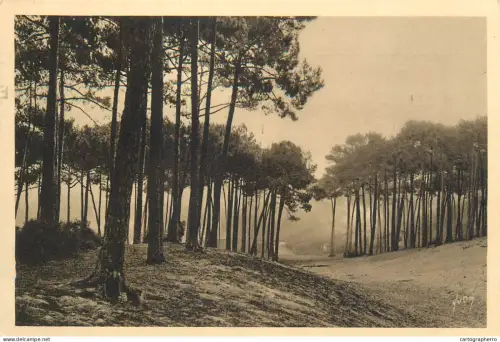 A5831 France Arcachon (Gironde) Les Grandes Dunes de la Ville d'Hiver
