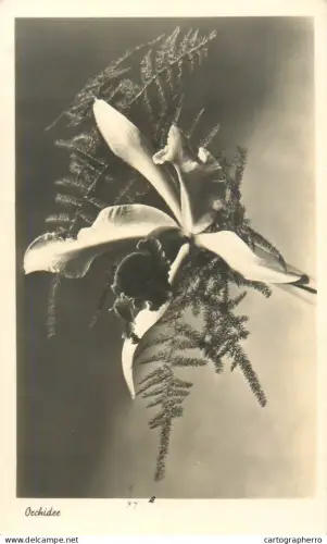 A5818 Flower orchid vintage postcard