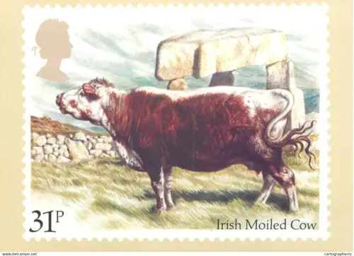 A5422 British stamp designed postcard Barry Driscoll Irish moiled cow