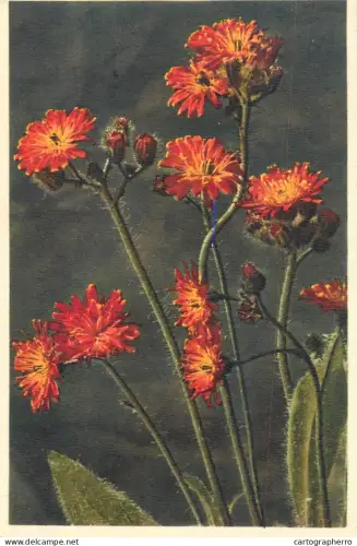 A6232 Orangerotes Habichtskraut Hieracium aurantiacum Épervière orangée Orangeflowered Hawkweed