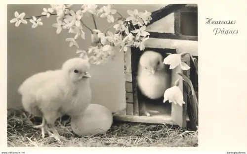 A6232 Poussins Paques 1945