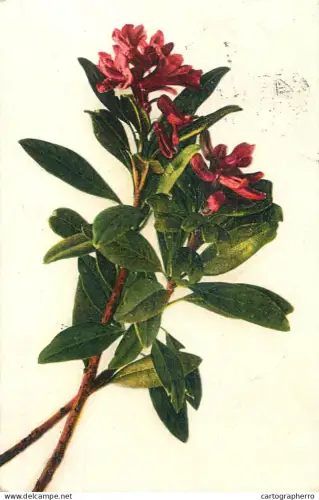 A6232 Plant with reddish-pink flowers, alpine rose postcard 1912