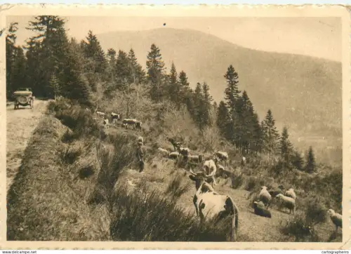 A5834 France L'Auvergne Pierre sur Haute troupeau dans la montagne