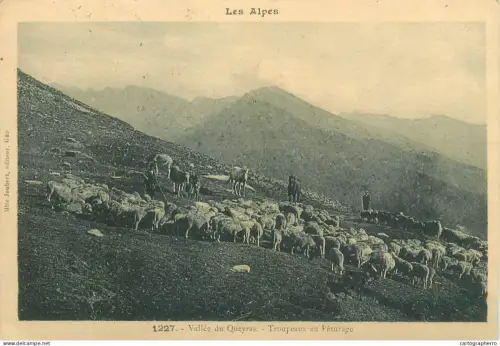 A5834 France Les Alpes Vallee de Queyras Troupeaux aux paturage