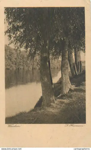 A5834 Weiden willows river scenery place to identify