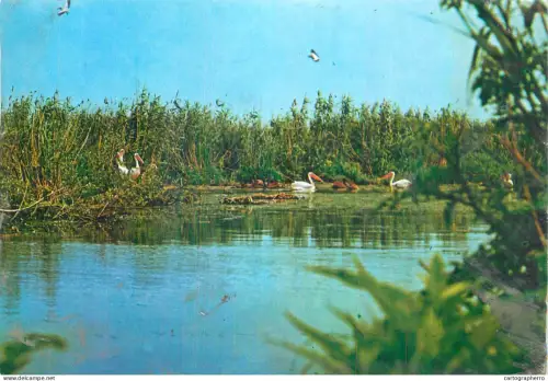 A5537 Romania Delta Dunarii pelicani