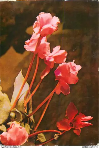 A5508 Romania Cyclamen Persicum
