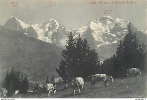 A5862 Switzerland Murren Grutschalp cow herd mountain pasture