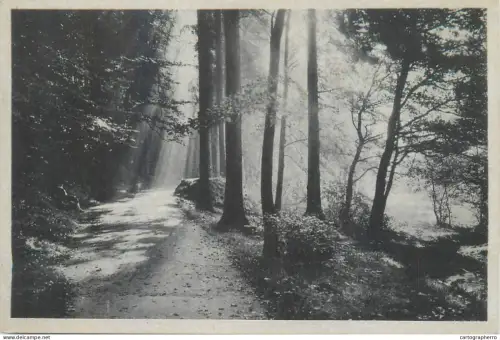 A5841 Germany Radiumbad Oberschelma im Erzgebirge forest path