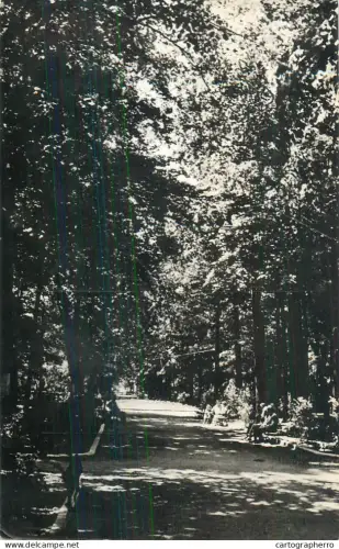A5461 Romania Pucioasa padure