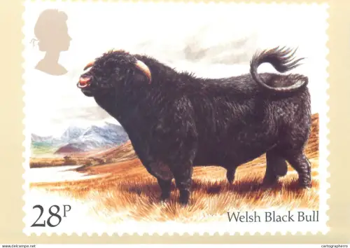 A5425 British stamp designed postcard Barry Driscoll Welsh black bull