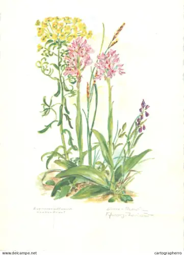 A6213 Botanical illustration artist postcard wild orchids Orchis militaris
