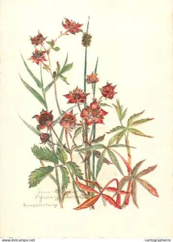 A6213 Botanical illustration artist postcard Comarum palustre.