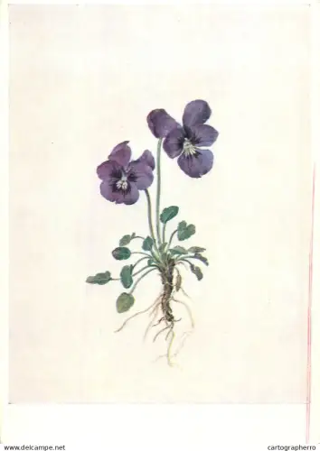 A6213 Botanical illustration artist postcard Viola calcarata Moritz Michael Daffinger
