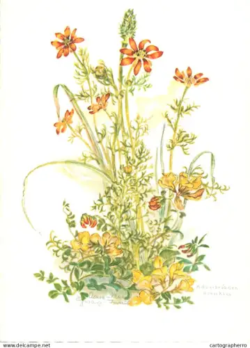 A6213 Botanical illustration artist postcard Adonisröschen Adonis aestivalis, Hornklee Lotus corniculatus