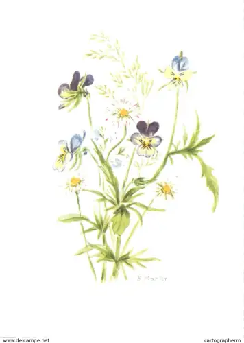 A6213 Botanical illustration artist postcard Viola tricolor