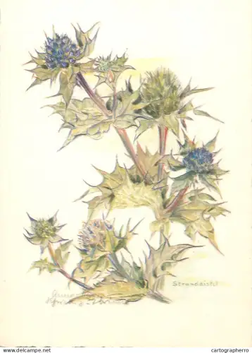 A6213 Botanical illustration artist postcard  Eryngium maritimum