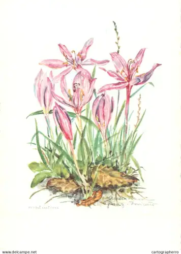 A6213 Botanical illustration artist postcard Autumn crocus (Colchicum autumnale)