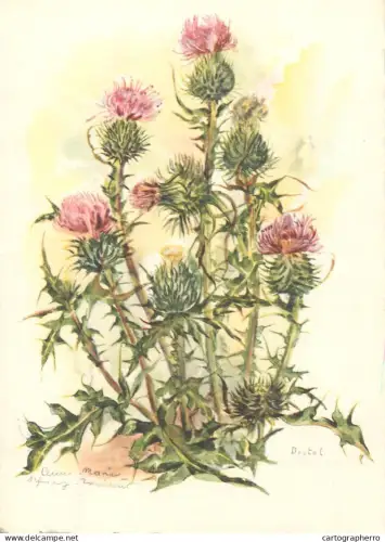 A6213 Botanical illustration artist postcard Onopordum acanthium