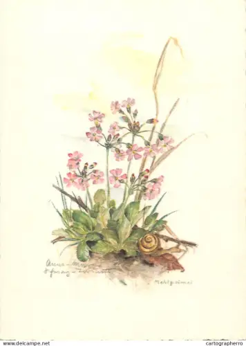 A6213 Botanical illustration artist postcard bird's eye primrose Primula farinosa