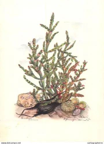 A6213 Botanical illustration artist postcard Salicornia europaea