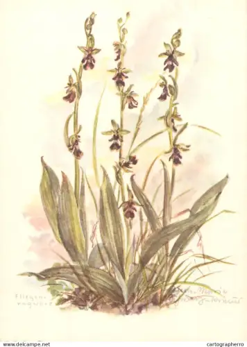 A6213 Botanical illustration artist postcard orchids Ophrys insectifera.