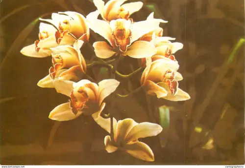 A6213 Colombian Orchids