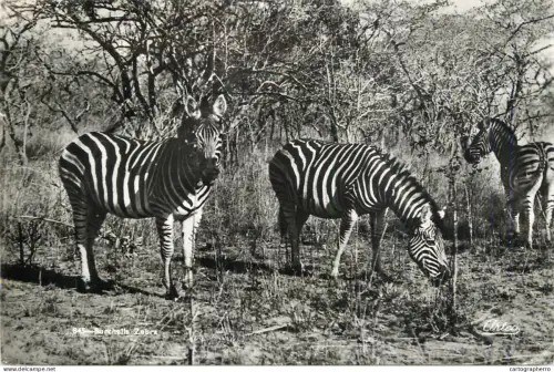 A6211 South Africa zebras 1955