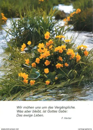 A6216 German Religious Postcard - Marsh Marigolds / Caltha Palustris by F. Herter