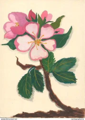 A6215 Vintage Graphic Illustration - Pink Apple Blossoms / Wild Rose Flowers
