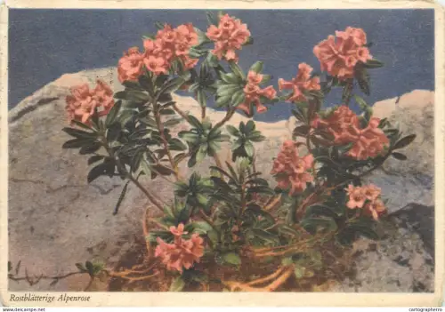 A6215 Postcards > Themes > Flowers & Plants > Alpine Flora / Rhododendron
