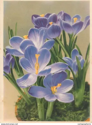 A6215 Postcards > Themes > Flowers & Plants > Crocus / Spring Flowers Postcard 1944