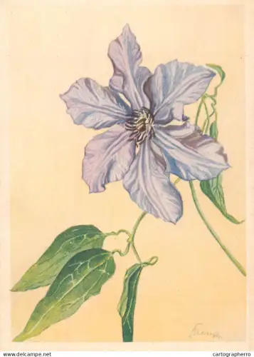 A6215 Vintage Artist Postcard - Purple Clematis Blossom / Flower Illustration - Circa 1940