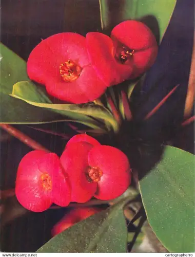 A6215 Fleurs Rouges - Crown of Thorns (Couronne d'épines) Postcard