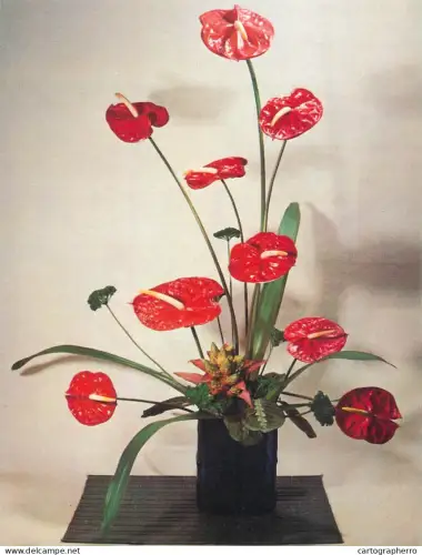 A6215 Bouquet d'Anthurium Rouge / Fleurs / Red Anthurium Flower Arrangement