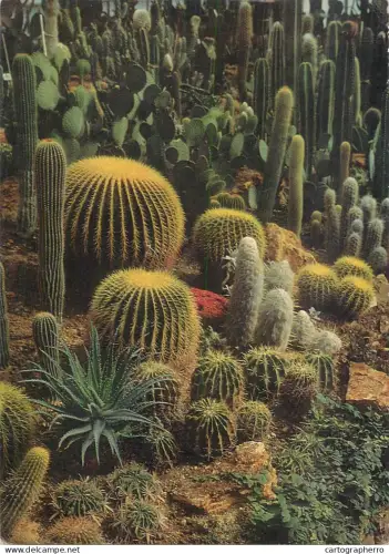A6215 Flowers, plants & trees > Cactusses Munich botanical garden postcard
