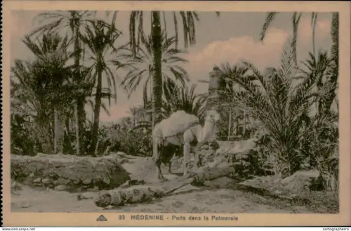 A5889 Tunisia Medenine puits dans la palmeraie chameau