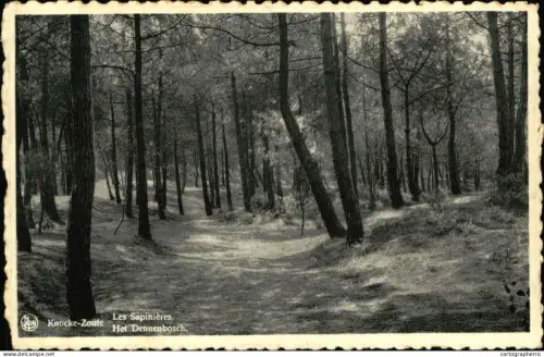A5928 Belgique Knokke Fir tree forest „Les Sapinières”