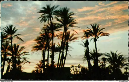 A5896 Morocco crepuscule sur la palmeraie
