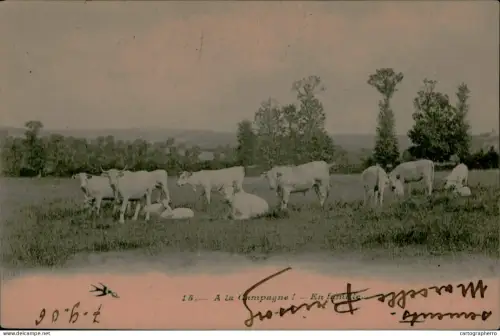 A5894 Cow herd rural scenery