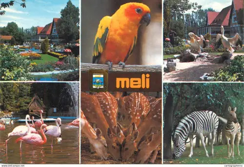 A6217 Animaux Belgique - MELI-PARK Adinkerke amusement park attractions Perroquet, Flamants, Daims, Pélicans et Zèbres