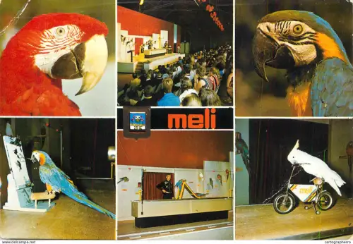 A6217 Belgique - MELI-PARK Adinkerke amusement park attractions Spectacle d'oiseaux, Perroquets Ara et Cacatoès