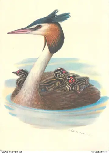 A6236 Oiseaux Ligue anti-cancéreuse - Flamme "Piétons attention" - W. Linsenmaier Grèbe huppé avec ses poussins