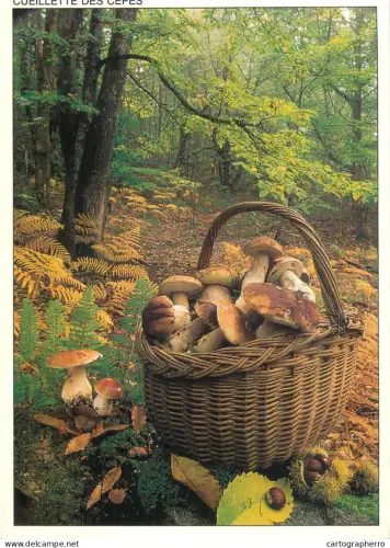 A6237 Cueillette des Cèpes (Champignons) dans un Panier - Forêt