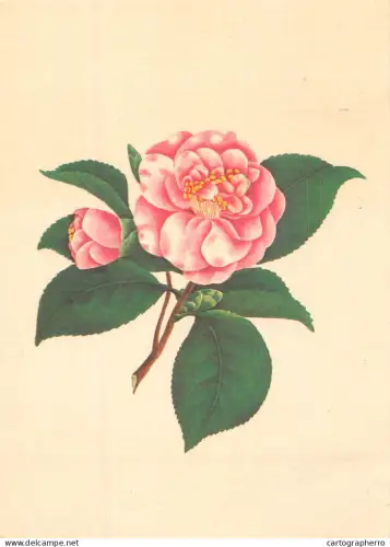 A6237 Fleurs : Camélia avec bouton et feuilles PRO INFIRMIS 1960 - Oblitération Spéciale 41e Comptoir Suisse Lausanne