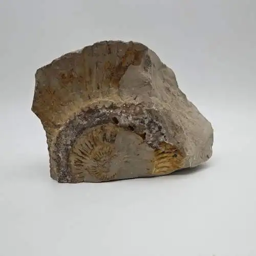 Ammonit Fossilien versteinert Nautilus 820g