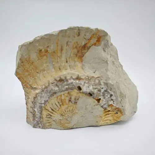 Ammonit Fossilien versteinert Nautilus 820g