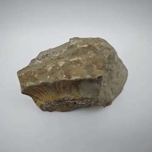 Ammonit Fossilien versteinert Nautilus 820g