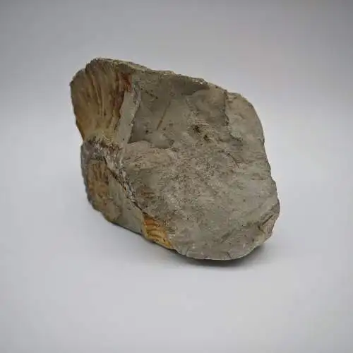 Ammonit Fossilien versteinert Nautilus 820g