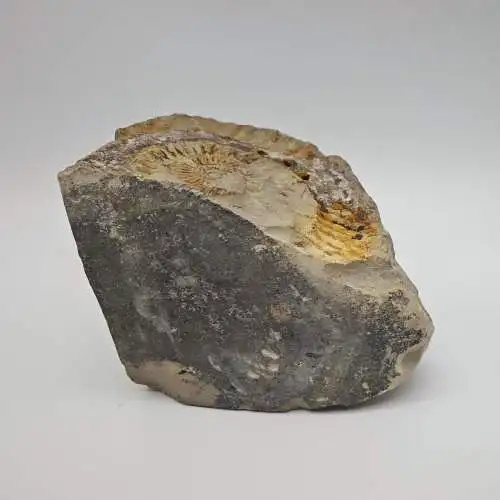 Ammonit Fossilien versteinert Nautilus 820g